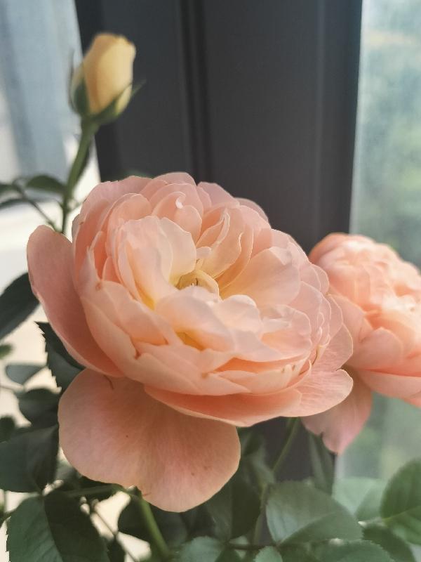 腹黑王爷冲喜王妃